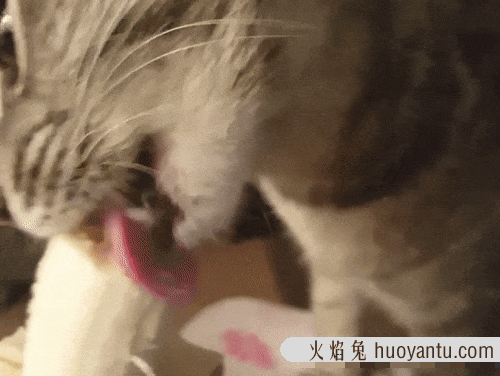 猫咪特别爱吃水果正常吗(猫咪特别喜欢吃水果)