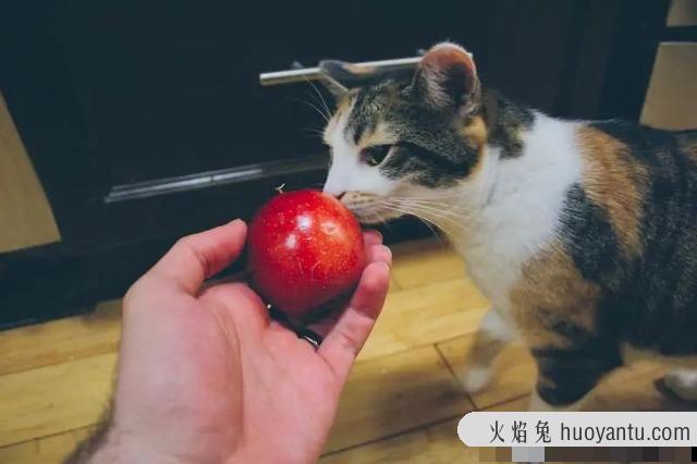 猫咪特别爱吃水果正常吗(猫咪特别喜欢吃水果)