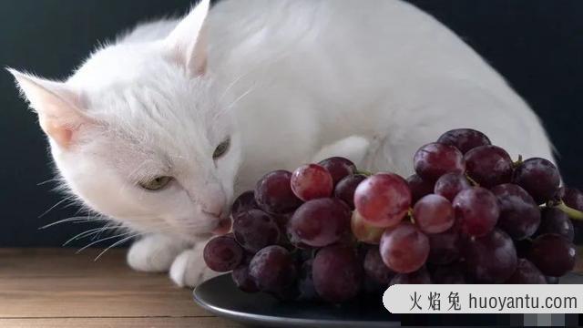 猫咪特别爱吃水果正常吗(猫咪特别喜欢吃水果)