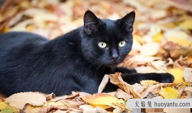 黑猫就是玄猫吗(黑猫与玄猫的区别)