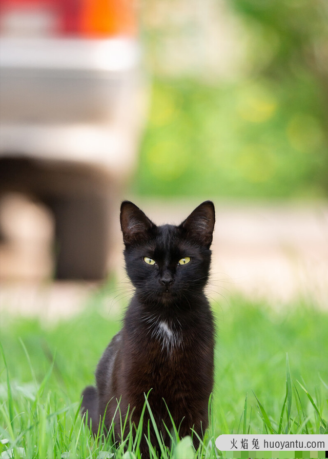 黑猫就是玄猫吗(黑猫与玄猫的区别)