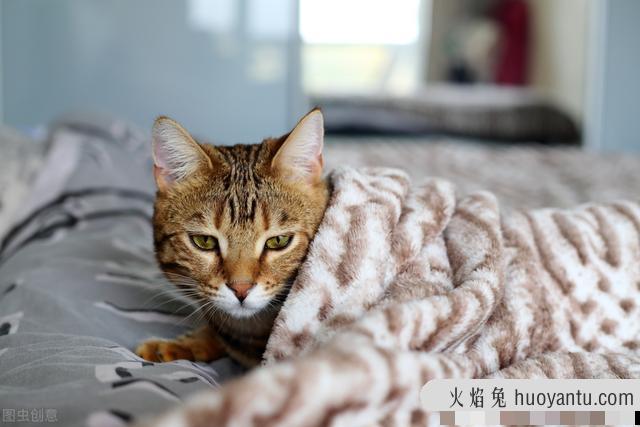 怎么给猫量体温(在家怎么给猫量体温)