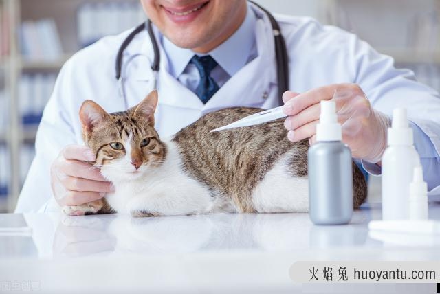 怎么给猫量体温(在家怎么给猫量体温)