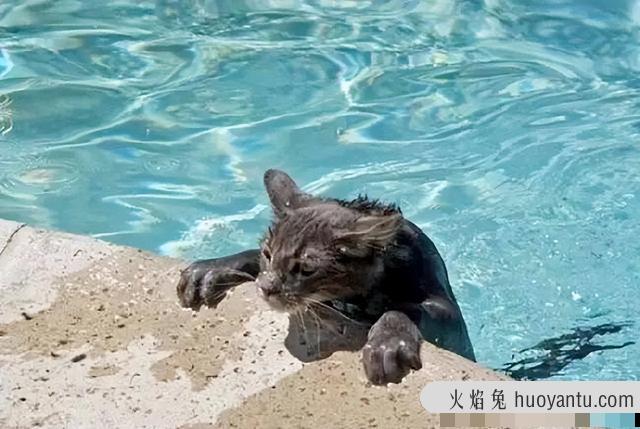 猫咪到底会不会游泳(猫咪会不会游泳?)