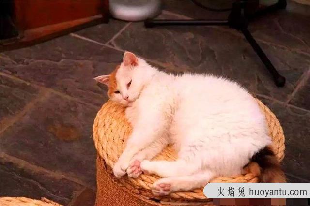 猫吃了生鸡蛋液会怎么样(猫吃了生鸡蛋液怎么办)