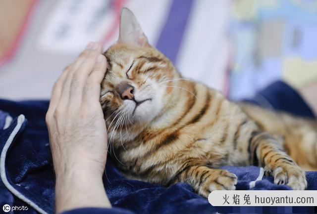 猫应激反应症状多久会好(猫出现应激反应多久能好)