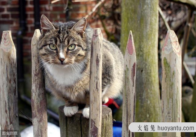 猫应激反应症状多久会好(猫出现应激反应多久能好)