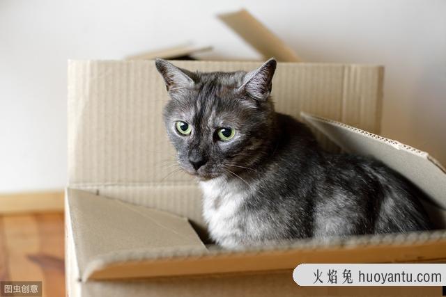 猫应激反应症状多久会好(猫出现应激反应多久能好)