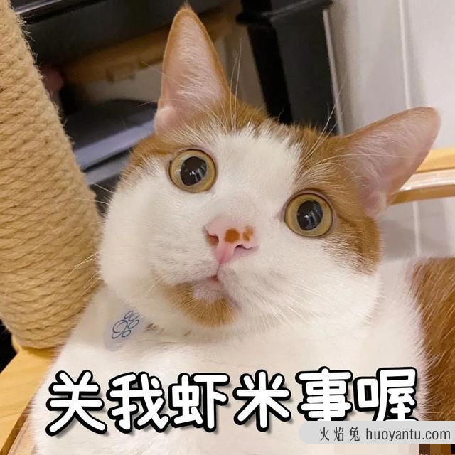 猫咪磨牙期几月到几月(猫咪的磨牙期是几月)