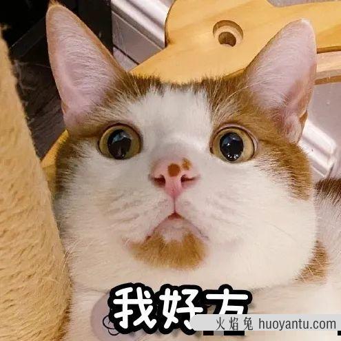 猫咪磨牙期几月到几月(猫咪的磨牙期是几月)