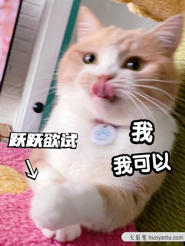 猫咪磨牙期几月到几月(猫咪的磨牙期是几月)