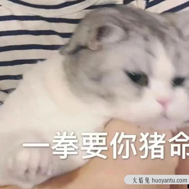 猫咪磨牙期几月到几月(猫咪的磨牙期是几月)