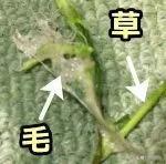 猫不吃猫草会吐毛球吗(吃了猫草不吐毛球)