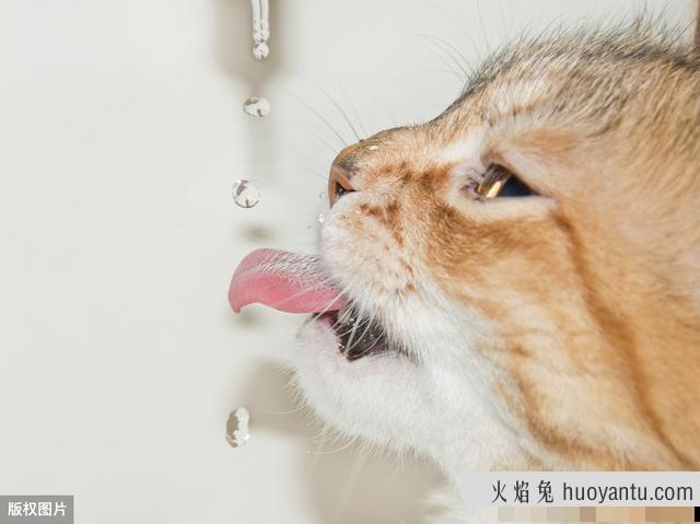 猫咪嗓子哑了怎么回事(猫嗓子哑了能自己好吗)