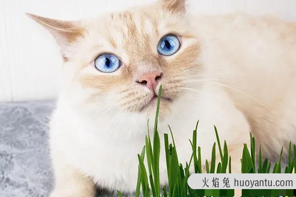 猫不吃猫草会吐毛球吗(吃了猫草不吐毛球)