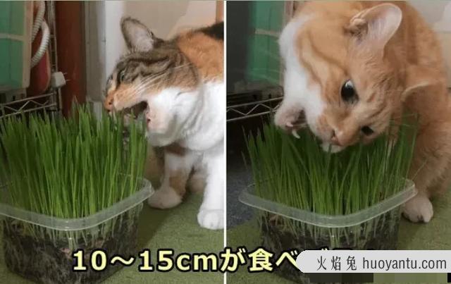 猫不吃猫草会吐毛球吗(吃了猫草不吐毛球)