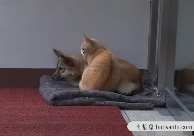 半年不见猫咪还认识主人吗(猫咪半年没见还认识主人吗)