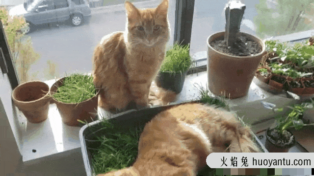 猫不吃猫草会吐毛球吗(吃了猫草不吐毛球)