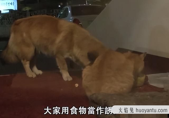 半年不见猫咪还认识主人吗(猫咪半年没见还认识主人吗)