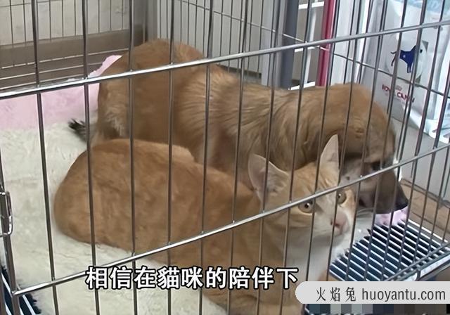 半年不见猫咪还认识主人吗(猫咪半年没见还认识主人吗)