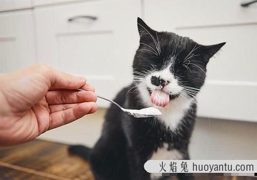 猫咪能吃蒸熟的南瓜吗(猫咪能吃蒸南瓜嘛)