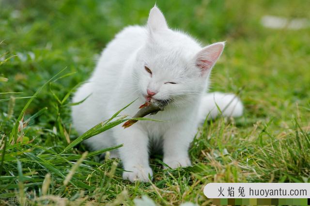 猫咪能吃蒸熟的南瓜吗(猫咪能吃蒸南瓜嘛)