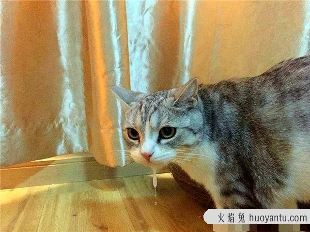 猫吃了生鸡蛋液会怎么样(猫吃了生鸡蛋液怎么办)