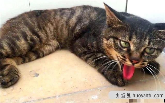 猫吃了生鸡蛋液会怎么样(猫吃了生鸡蛋液怎么办)