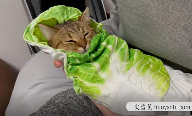 晚上需要给猫留灯吗(晚上需不需要给猫留灯)