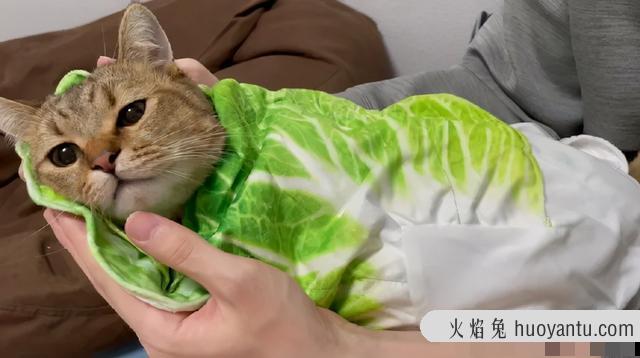 晚上需要给猫留灯吗(晚上需不需要给猫留灯)