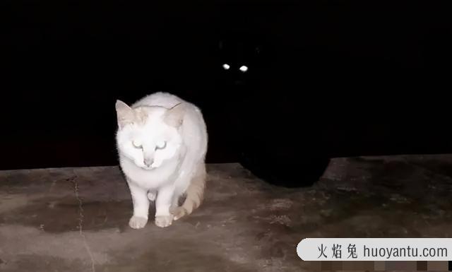 晚上需要给猫留灯吗(晚上需不需要给猫留灯)