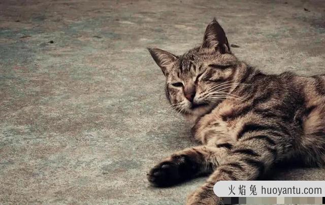 晚上需要给猫留灯吗(晚上需不需要给猫留灯)