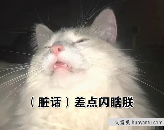 晚上需要给猫留灯吗(晚上需不需要给猫留灯)