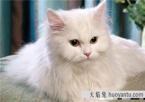 猫生几只最吉利民间说法(猫生了9只民间的说法)