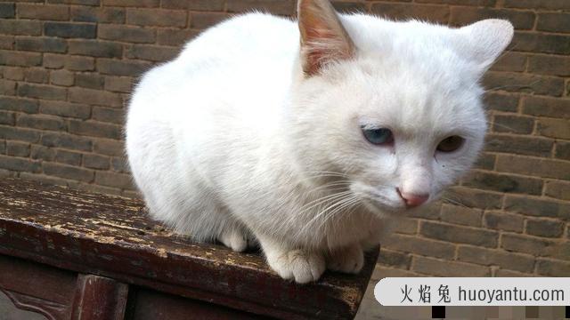 猫生几只最吉利民间说法(猫生了9只民间的说法)