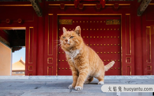 猫生几只最吉利民间说法(猫生了9只民间的说法)