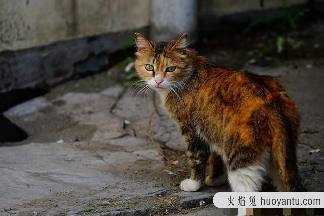 猫生几只最吉利民间说法(猫生了9只民间的说法)