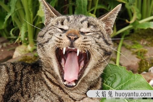 猫生几只最吉利民间说法(猫生了9只民间的说法)