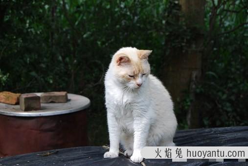 猫生几只最吉利民间说法(猫生了9只民间的说法)