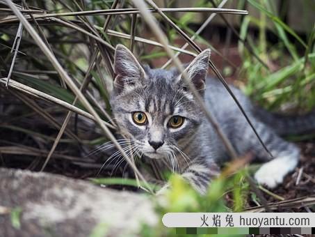 猫生几只最吉利民间说法(猫生了9只民间的说法)