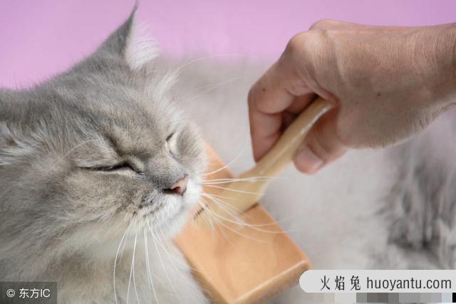 猫打喷嚏甩出浓稠鼻涕怎么办(猫打喷嚏甩出来大鼻涕)