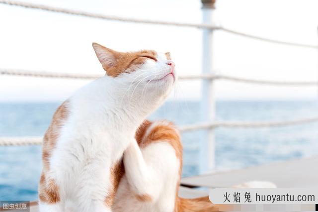 猫身上的寄生虫有哪些(宠物猫身上的寄生虫有哪些)