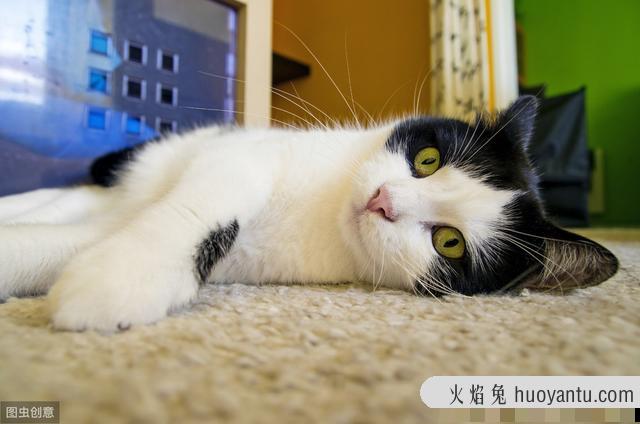 猫身上的寄生虫有哪些(宠物猫身上的寄生虫有哪些)