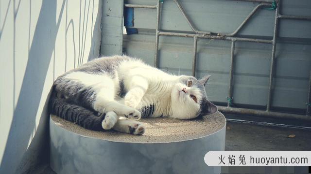 猫体内驱虫断食几小时(猫驱虫断食多久)