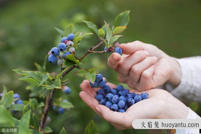 猫能吃哈密瓜吗(宠物猫能吃哈密瓜吗)