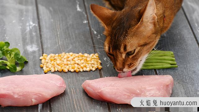 猫吃玉米会怎么样(猫咪吃玉米好吗)