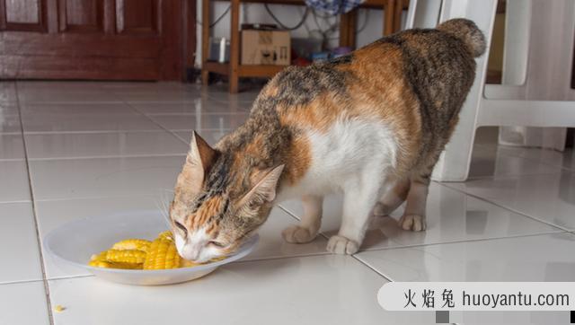 猫吃玉米会怎么样(猫咪吃玉米好吗)