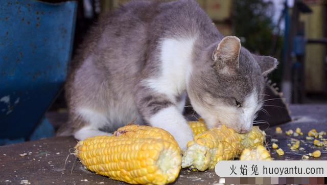 猫吃玉米会怎么样(猫咪吃玉米好吗)