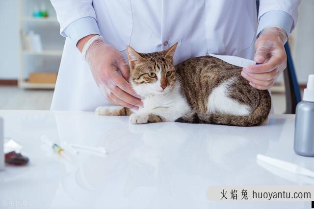 猫咪拉粑粑带血怎么办(猫咪拉稀屎带血怎么回事)