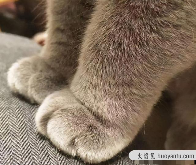 怎样给猫剪指甲不反抗(怎么控制住猫剪指甲)